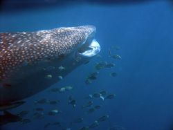Whale Shark - Ningaloo reef, Western Australia. Olympus 8... by Quentin Long 